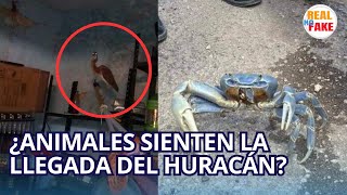 ¿Animales predicen la llegada de huracán Beryl  Resguardan a fauna de zoológicos de Mérida [upl. by Luna]