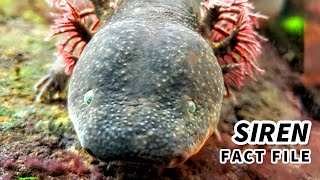 Siren Facts the SIREN SALAMANDER  Animal Fact Files [upl. by Ihp]