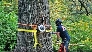 How Harken Winches can be used in Arborism for Controlled Felling [upl. by Etnahsal]