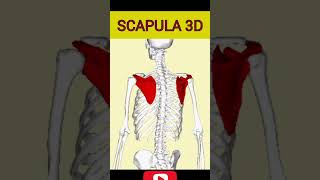 Scapula 3D anatomy scapula [upl. by France]