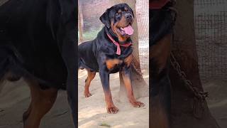 Cheetah vs Rottweiler 🦮🐯  shorts trending viral [upl. by Ivana]