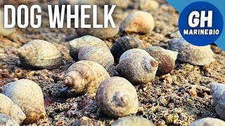 Species Spotlight  Dog whelk Nucella lapillus [upl. by Gris]