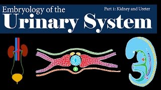 Embryology  Urinary System  Kidney and Ureter Part 1 [upl. by Yrahcaz59]