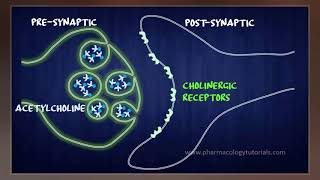 Acetylcholinesterase Inhibitor [upl. by Womack]