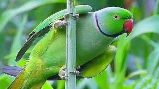 Parrot Sound Videos Compilation [upl. by Machute]