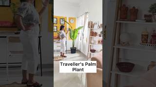 Jugaad Ke Saath Tall Indoor Plants To Style Your Home shorts [upl. by Adnwahs]