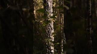 Treeloodus foryou fujifilm captureone rihosinisalu outdoorlife photographer nature fyp [upl. by Leirej233]