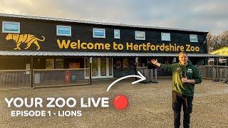 🔴 Your Zoo LIVE Lions [upl. by Atoiganap]