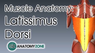 Latissimus Dorsi  Muscle Anatomy [upl. by Henleigh178]