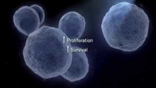 The MAPK Signaling Pathway [upl. by Mikel]