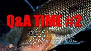 HOW TO PAIR CICHLIDS  QampA TIME 2 [upl. by Ttelracs]