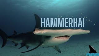 Hammerhai Unsere Meere Folge 1 Hammerhai Doku [upl. by Cerell654]