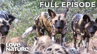 Wild Dogs Battle for Dominance  Wild Dogs Ep102 [upl. by Heigho26]