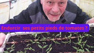 Fautil endurcir nos petits semis de tomates [upl. by Nonnaihr789]