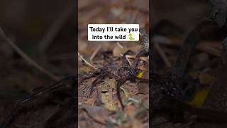 DANGEROUS AND VENOMOUS SNAKES AND SPIDERS 😱🐍🕷️ australiawildlife [upl. by Drucie]