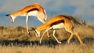 Springbok Antelope The HighFlying Wonder of the African Savannah [upl. by Minnaminnie]