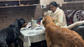 MUMMY PRESHAN INSE  rottweiler dog attack😨 dangerousrottweiler ​⁠singhvlogs1259 [upl. by Asiulana888]