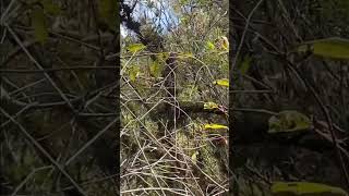 catbirdgnatcatcherbirds shortvideo shorts short video viralvideonatureyoutubeshortsvlog [upl. by Primo736]