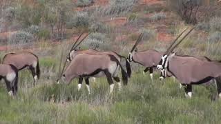 KAGALAGADI TRANSFRONTIER PARK Northern Cape SOUTH AFRICA 2012 [upl. by Refinej]