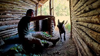 Build Bushcraft Survival Dugout  Outdoor Camping Wilderness Cooking Nature Adventure Diy Asmr [upl. by Demetrius798]