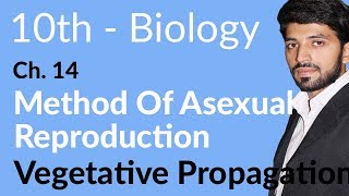 10th Class Biology Chapter 5  Vegetative Propagation  Class 10 Biology Chapter 14 [upl. by Ymerrej]