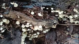 Opportunistic community of basidiomycetes Crepidotus Trametes Trichaptum [upl. by Kylie833]