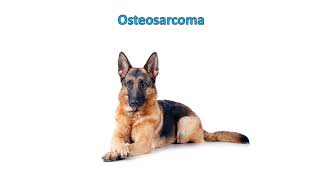 Osteosarcoma in dogs  Clinical signs symptoms Diagnosis Treatment Prognosis [upl. by Anelam]