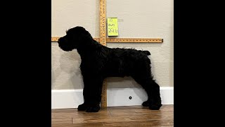 Giant Schnauzer Puppy Time Lapse Growth [upl. by Columbine]