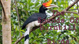 The Sounds of Hornbill Birds [upl. by Nanam]