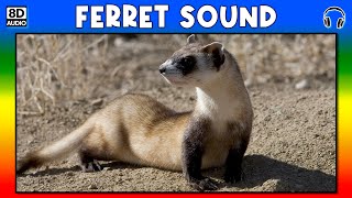 🦡 FERRET SOUND  FERRET SOUND EFFECT  SOUND OF FERRET  NOISE OF FERRET [upl. by Dhruv]