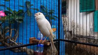 Bird sounds canary chirping Canary training song [upl. by Goldina]