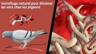 Vermifuge naturel pour éliminer les vers chez les pigeons [upl. by Inama]