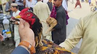 firdos Aseel murgha mandi Peshawar chargano chok Sunday birds market kpk new video 22092024 [upl. by Prud]