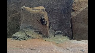 Hornet Nest Timelapse 2024 [upl. by Nnorahs486]