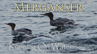 Merganser  Running On Water [upl. by Arakat698]