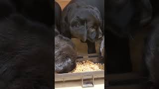 Cute Labrador Puppies Eating [upl. by Kcirdled]