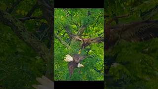 Golden Eagle Attacks Bald Eagle [upl. by Leuamme121]