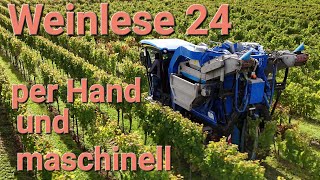 Weinlese 24 per Hand und maschinell [upl. by Levins]