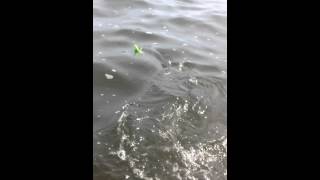 Navesink River Striped Bass Pride Fishing Tackle [upl. by Nekcarb]