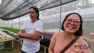 Dumaguete City Lettuce Market [upl. by Nevada695]