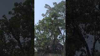 Cutting of Trees at Myplace Milimani Lounge part 2 [upl. by Anead]