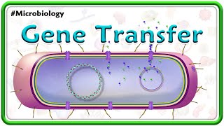 Gene Transfer Animation  Transformation Transduction Conjugation amp Lysogenic conversion  USMLE [upl. by Nailuj338]