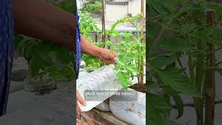 Growing tomatoes from seeds in plastic bottles [upl. by Namaj106]