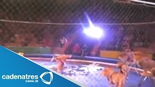 León ataca a domador de circo en Ucrania  Lion attacks tamer in Ukraine [upl. by Teodora763]