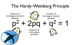 The HardyWeinberg Principle Watch your Ps and Qs [upl. by Sidky]