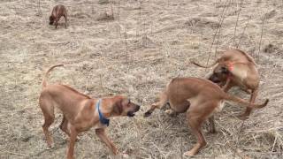 Cordell Kennel A Rhodesian Ridgeback in motion remains in motion [upl. by Barney]