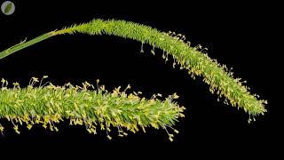 Time lapse  Cats tail grass blooming [upl. by Paolo]