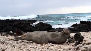 Monk Seal Sneeze Attack [upl. by Ursa]