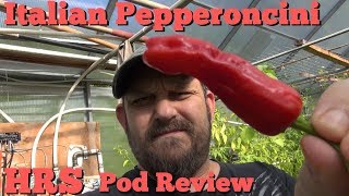 ⟹ Italian Pepperoncini Pepper  Capsicum annuum  Pod Review 2018 [upl. by Agnew]