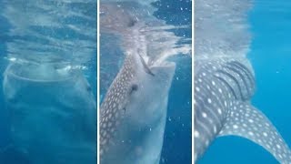 Tourist Nearly Eaten By Whale Shark In Amazing Close Encounter [upl. by Ahsinek]